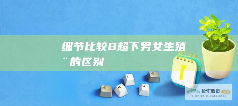 细节比较B超下男女生殖器的区别