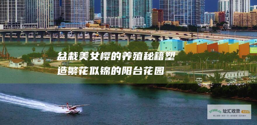 盆栽美女樱的养殖秘籍 塑造繁花似锦的阳台花园