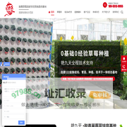 草莓种苗,草莓脱毒种苗,草莓生产苗,红颜草莓种苗,草莓种苗批发-合肥市艳九天农业科技有限公司
