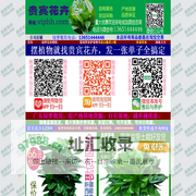 绿萝批发,广东绿萝基地,绿萝批发报价,绿萝批发价格，贵宾花卉,VIP花卉网www.viphh.com
