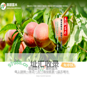 泰安市惠朋苗木有限公司,惠朋园艺场,泰安园艺场,泰安果树苗,泰安绿化苗,桃树苗,苹果苗