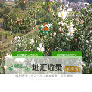 建德市霞雾农业开发中心