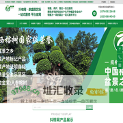 抖榕网\\u0026#183;漳州市漳浦县沙西卓盛园艺场-小叶榕绿化树，造型金钱榕桩头、造型小叶榕桩头，榕树盆景，全冠气根景观榕专业种植与销售基地