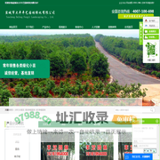 大叶女贞批发-银杏种植基地-水杉种植基地-盐城市大丰丰艺园林绿化有限公司