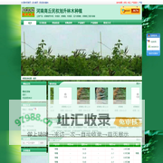【河南紫穗槐】紫穗槐两年苗,刺槐苗,紫穗槐苗,旭升紫穗槐,紫穗槐工程苗,河南商丘民权旭升林木种植