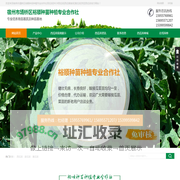 西瓜苗|8424西瓜苗|西瓜嫁接苗|黄瓜苗|京欣西瓜苗