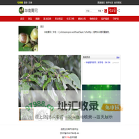 华南青冈-  濒危物种志