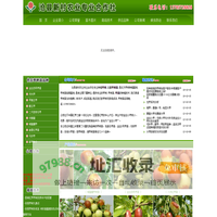 枣树苗,枣树,枣苗,金丝枣树苗,冬枣树,出售枣树 - 沧县新村农业专业合作社