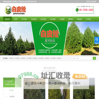 2米-3米-4米-5米-6米白皮松_蓝田钰尚基地直销