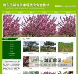北美海棠芽苗,北美海棠根接苗,北美海棠,西府海棠,冬红海棠,木瓜海棠,垂丝海棠,皇家雨点-河东区诚信苗木种植专业合作社