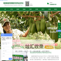 红心猕猴桃苗，黄心猕猴桃苗，猕猴桃苗木基地-隆回县湘禾猕猴桃合作社