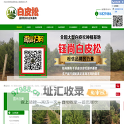 白皮松批发价格直销全国_联系陕西蓝田钰尚白皮松种植基地
