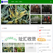 花芭莎-专注办公室绿植租赁和盆栽花卉租摆