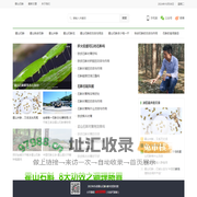 霍山石斛的功效与用法_霍山石斛多少钱一斤_霍山石斛网
