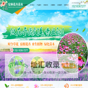青州市安林花卉苗木种植有限公司,花卉,低温花草,草花系列,绿化苗木,宿根花卉,菊花系列,水生系列,节日观赏花,盆栽花卉,月季系列-青州市安林花卉苗木种植有限公司,花卉,低温花草,草花系列,绿化苗木,宿根花卉,菊花系列,水生系列,节日观赏花,盆栽花卉,月季系列