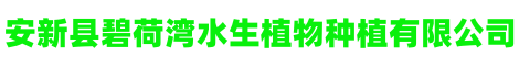 安新县碧荷湾水生植物种植有限公司
