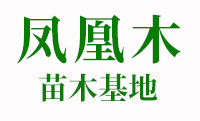 凤凰木价格_供应_福建凤凰木树苗基地
