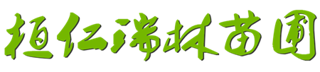 刺嫩芽苗_刺龙芽树苗_刺老芽小苗-辽宁刺嫩芽苗木基地