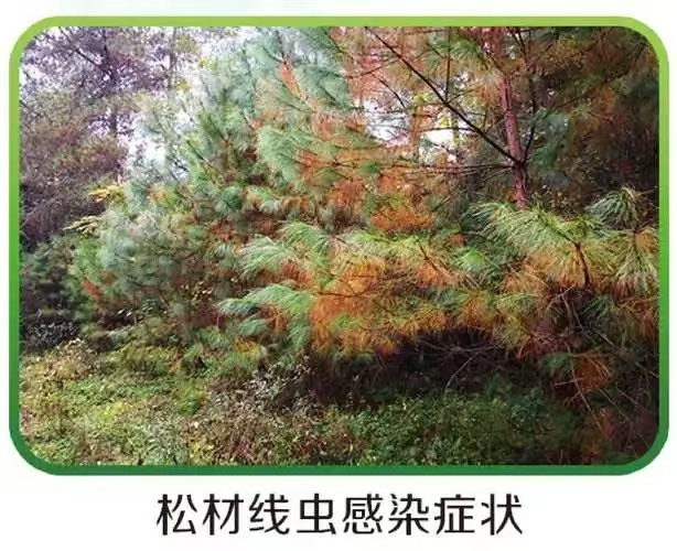 重庆杀虫_重庆灭鼠_重庆灭白蚁_重庆除四害_重庆有害生物防治公司办公室杀虫灭鼠_超市杀虫灭鼠_家庭杀虫灭鼠_重庆白蚁防治_重庆杀虫公司_重庆灭蟑螂公司_重庆灭蚊蝇公司_重庆专业杀虫公司_重庆灭白蚁公司_重庆专业杀虫公司―重庆中瑞有害生物防治有限公司[13657688045]