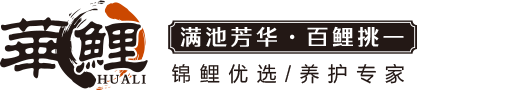 华鲤，日本锦鲤，纯种锦鲤，精品锦鲤批发，锦鲤护理热线：13360008867-观赏鱼锦鲤