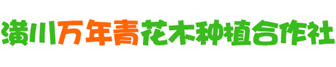 潢川县万年青花木种植合作社-主要经营：潢川苗木、乌桕、广玉兰、竹子、大叶女贞、竹子、桂花