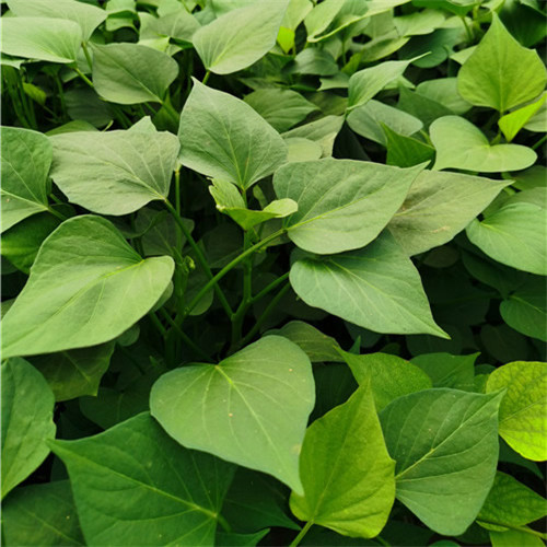红薯苗_红薯苗基地_地瓜苗_红薯苗价格_济宁泽润农业科技有限公司