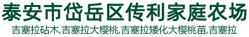 吉塞拉樱桃苗,吉塞拉矮化樱桃苗-泰安传利家庭农场
