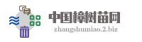 中国樟树苗网